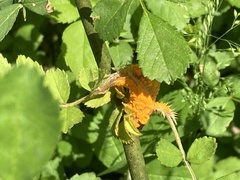 Phragmidium rosae-multiflorae