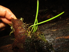 Dendrobium teretifolium