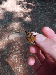 Dicronocephalus bowringi