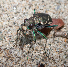 Cicindela ancocisconensis