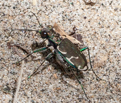 Cicindela ancocisconensis