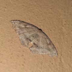 Coelurotricha curvilinea