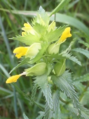 Rhinanthus minor