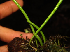 Dendrobium teretifolium