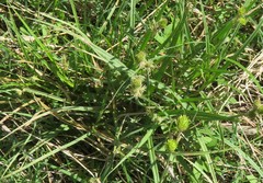 Carex tetrastachya