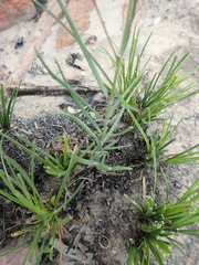 Asclepiadinae