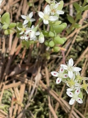 Sedum pusillum