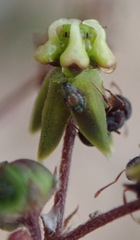 Asclepiadinae