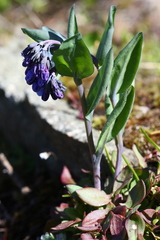 Mertensia longiflora
