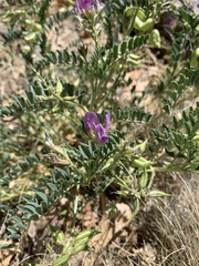 Astragalus lentiginosus diphysus