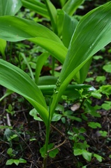 Convallaria majalis