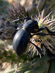 Moneilema semipunctatum