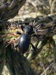 Moneilema semipunctatum