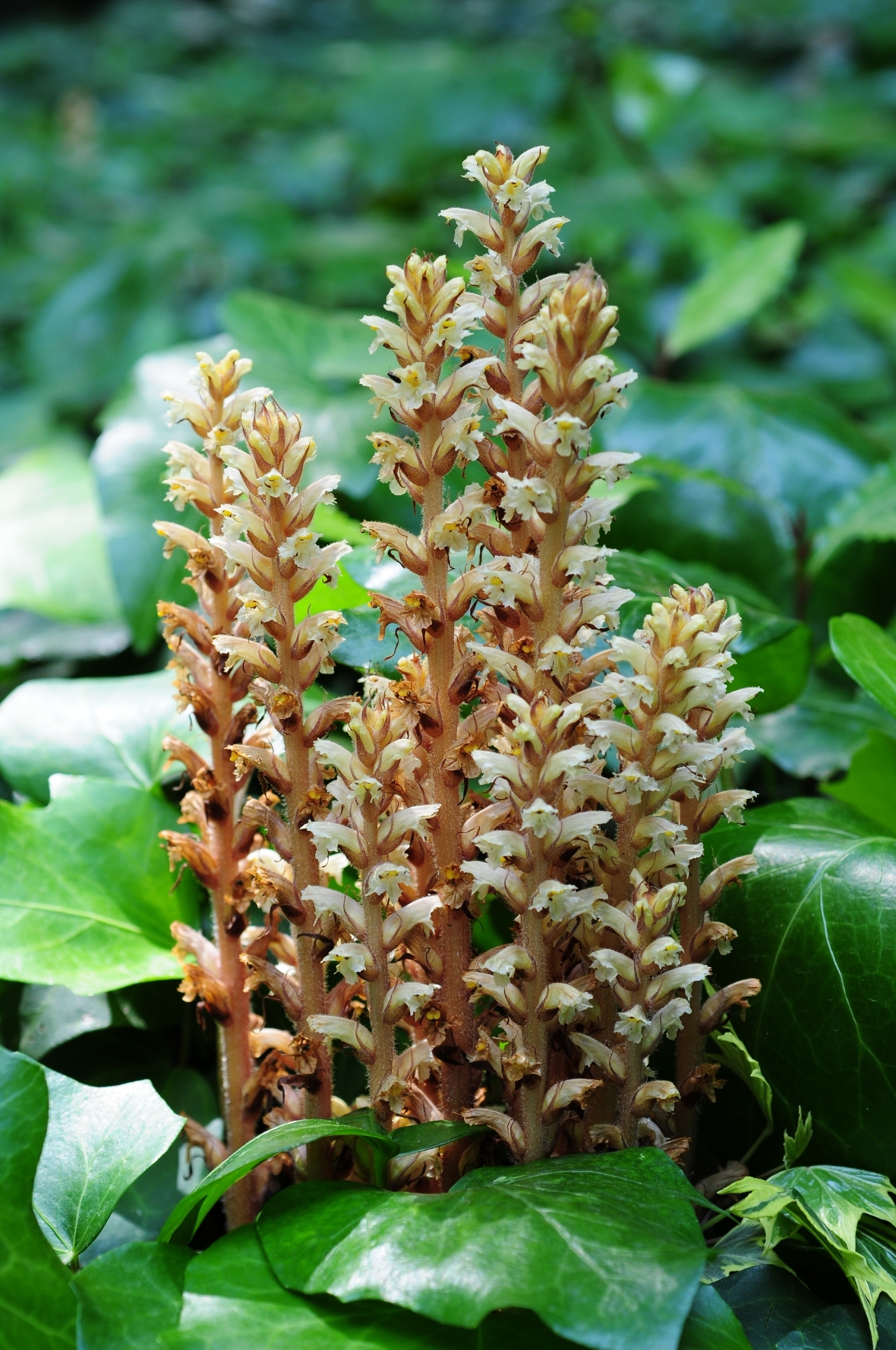 ivy broomrape (Orobanche hederae)  iNaturalist