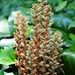 Ivy Broomrape - Photo (c) Apollonio Tottoli, some rights reserved (CC BY-NC-ND)