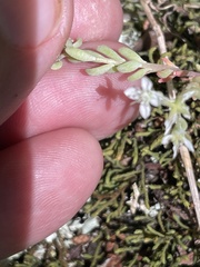 Sedum pusillum