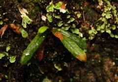 Grammitis stenophylla