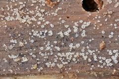 Orbiliomycetes