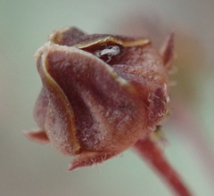 Asclepiadinae