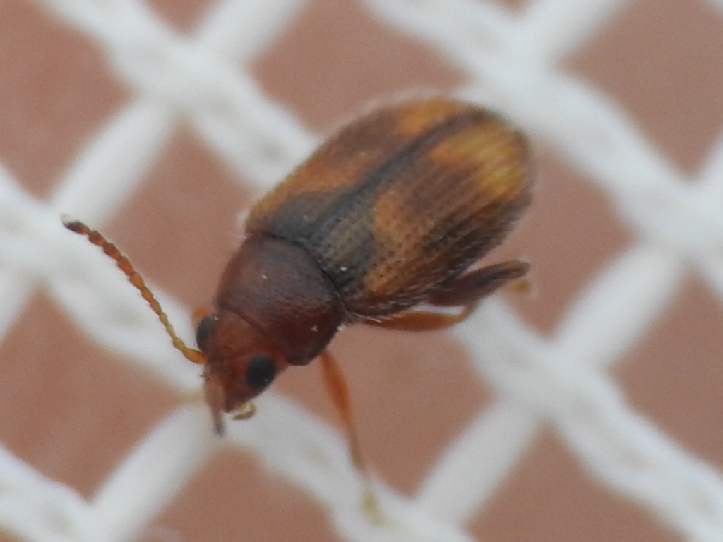 Epitrix hirtipennis from Fort Worth, TX, USA on April 24, 2022 at 0144
