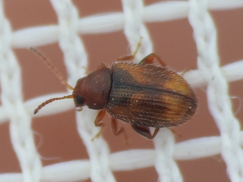 tobacco flea beetle