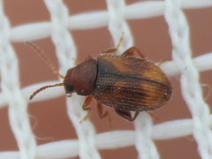 Epitrix hirtipennis