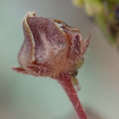 Asclepiadinae