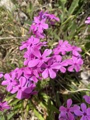 Phlox amoena