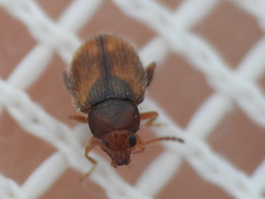 Epitrix hirtipennis