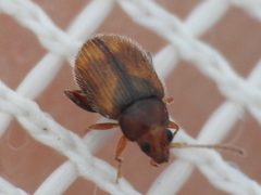 Epitrix hirtipennis