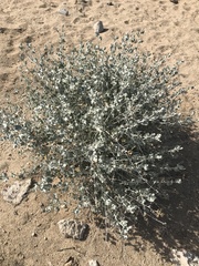 Brickellia incana