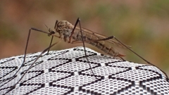 Tricyphona