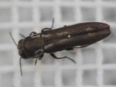 Agrilus addendus