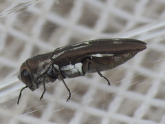 Agrilus addendus
