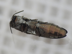 Agrilus addendus