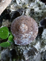 Caracolus excellens