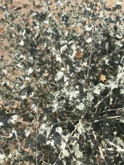 Brickellia incana