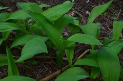 Convallaria majalis