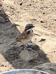 Zonotrichia capensis