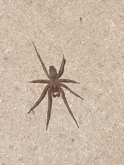 Metaltella