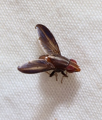 Cephaloconus cyprinus