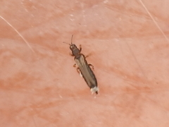 Frankliniella