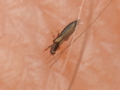 Frankliniella