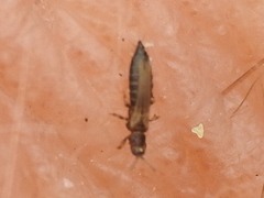 Frankliniella