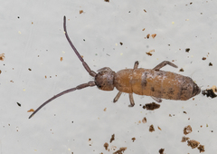 Pogonognathellus dubius