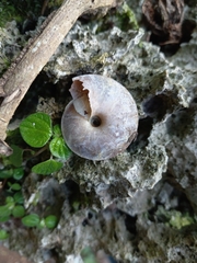 Caracolus excellens