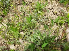 Rochelia retorta