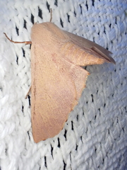 Monoctenia smerintharia