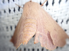 Monoctenia smerintharia