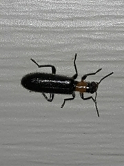 Cymatodera bicolor